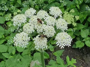 Annelies 02 Samen Lunchen gezellig